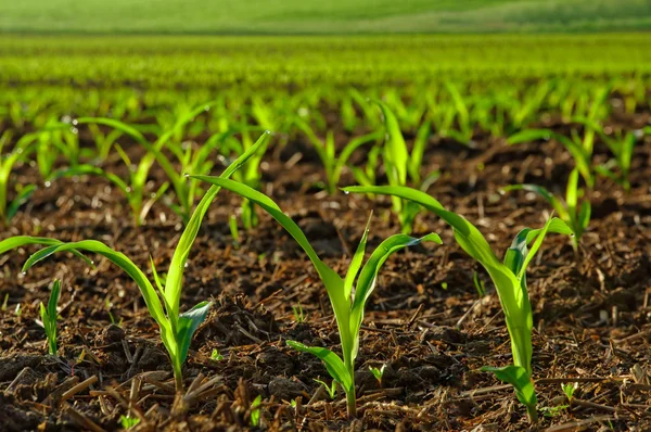 Soil probiotics and agri-inputs for sustainable farming - Bhoomi BioLife LLP
